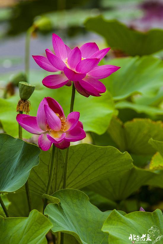 【实拍】京城 <wbr>· <wbr>皇家园林雨后的荷花仙子(组图35张)