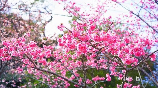 <a href='http://travel.sina.com.cn/chongsheng-lvyou/?from=b-keyword' ><em><em>冲绳</em></em></a>,遇见全<a href='http://travel.sina.com.cn/riben-lvyou/?from=b-keyword' ><em><em>日本</em></em></a>樱花最早盛开的地方