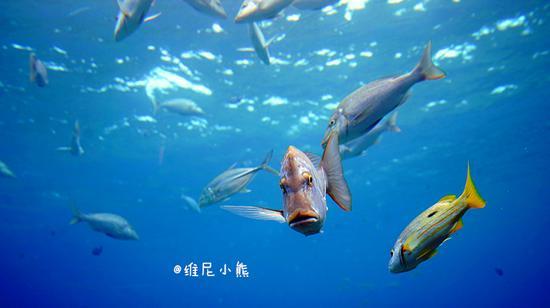 <a href='http://travel.sina.com.cn/chongsheng-lvyou/?from=b-keyword' ><em><em>冲绳</em></em></a>,遇见全<a href='http://travel.sina.com.cn/riben-lvyou/?from=b-keyword' ><em><em>日本</em></em></a>樱花最早盛开的地方