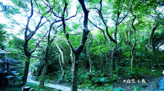 <a href='http://travel.sina.com.cn/chongsheng-lvyou/?from=b-keyword' ><em><em>冲绳</em></em></a>,遇见全<a href='http://travel.sina.com.cn/riben-lvyou/?from=b-keyword' ><em><em>日本</em></em></a>樱花最早盛开的地方
