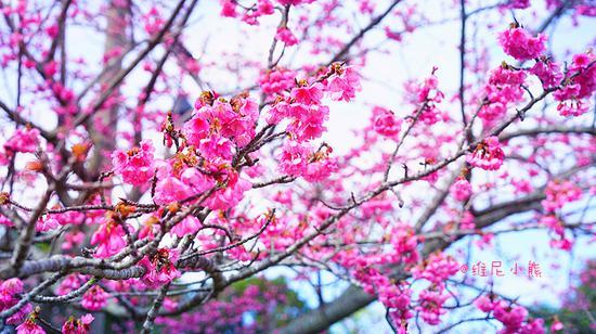 <a href='http://travel.sina.com.cn/chongsheng-lvyou/?from=b-keyword' ><em><em>冲绳</em></em></a>,遇见全<a href='http://travel.sina.com.cn/riben-lvyou/?from=b-keyword' ><em><em>日本</em></em></a>樱花最早盛开的地方