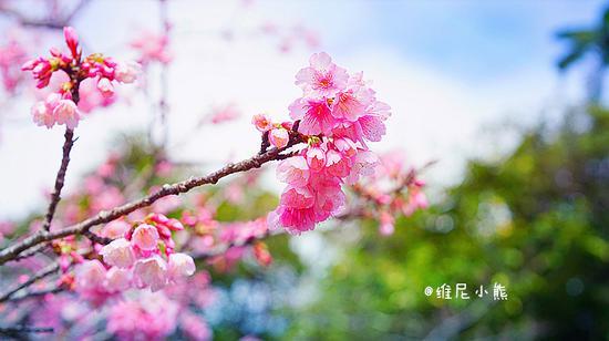 <a href='http://travel.sina.com.cn/chongsheng-lvyou/?from=b-keyword' ><em><em>冲绳</em></em></a>,遇见全<a href='http://travel.sina.com.cn/riben-lvyou/?from=b-keyword' ><em><em>日本</em></em></a>樱花最早盛开的地方