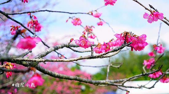 <a href='http://travel.sina.com.cn/chongsheng-lvyou/?from=b-keyword' ><em><em>冲绳</em></em></a>,遇见全<a href='http://travel.sina.com.cn/riben-lvyou/?from=b-keyword' ><em><em>日本</em></em></a>樱花最早盛开的地方