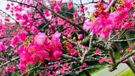 <a href='http://travel.sina.com.cn/chongsheng-lvyou/?from=b-keyword' ><em><em>冲绳</em></em></a>,遇见全<a href='http://travel.sina.com.cn/riben-lvyou/?from=b-keyword' ><em><em>日本</em></em></a>樱花最早盛开的地方