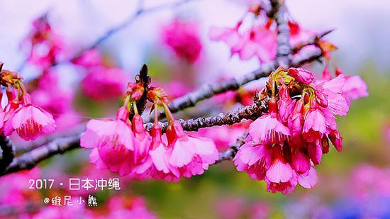 <a href='http://travel.sina.com.cn/chongsheng-lvyou/?from=b-keyword' ><em><em><em>冲绳</em></em></em></a>,遇见全<a href='http://travel.sina.com.cn/riben-lvyou/?from=b-keyword' ><em><em><em>日本</em></em></em></a>樱花最早盛开的地方