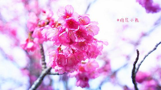 <a href='http://travel.sina.com.cn/chongsheng-lvyou/?from=b-keyword' ><em><em>冲绳</em></em></a>,遇见全<a href='http://travel.sina.com.cn/riben-lvyou/?from=b-keyword' ><em><em>日本</em></em></a>樱花最早盛开的地方