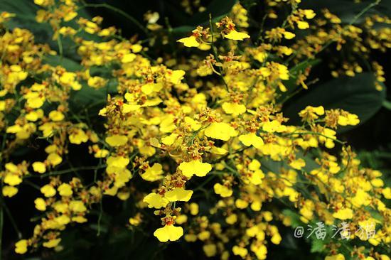 【<a href='http://travel.sina.com.cn/xinjiapo1-lvyou/?from=b-keyword' ><em><em><em><em><em>新加坡</em></em></em></em></em></a>】隐匿于百年植物园中的高颜值米其林餐厅
