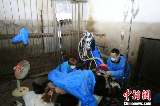 大熊猫“囡囡”手术现场。 崔凯 摄