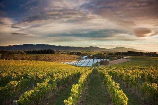 马尔堡(Marlborough)”长相思之乡” 来源: Jim Tanncok, Dog Point Vineyards