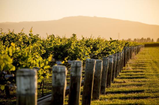 北坎特伯雷(North Canterbury)地区酒庄秋日美景 来源:New Zealand Wine官方网站