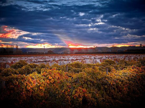 秋天的霍克斯湾(Hawke‘s Bay) 来源: New Zealand Wine官方网站