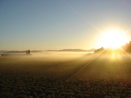 在吉斯本(Gisborne)的酒庄迎接全世界第一缕阳光 来源: New Zealand Wine官方网站