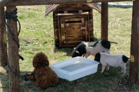 网传宿州野生动物园里养着泰迪狗、小香猪。(网络图片)