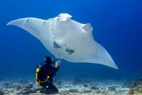 图注:标志性的海洋生物