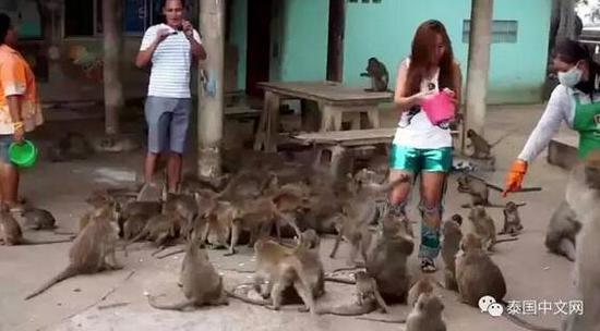泰国景区猴子泛滥