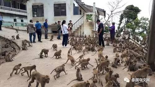 泰国景区猴子泛滥