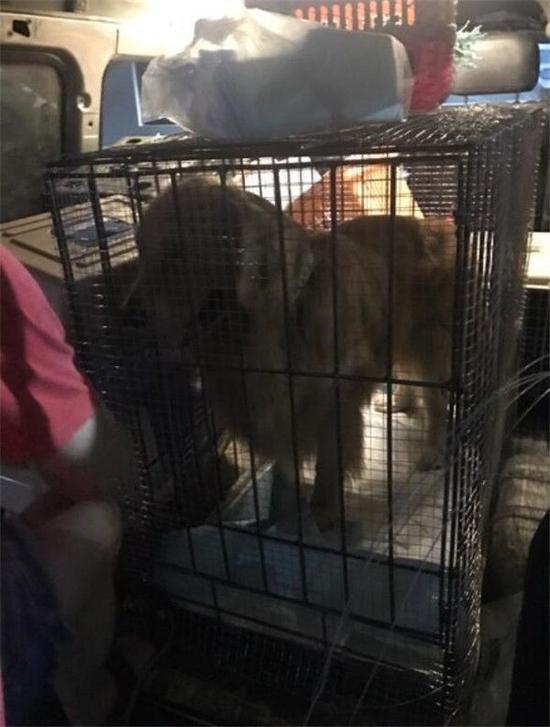 宠物托运后死亡 死前或尝试咬开铁笼