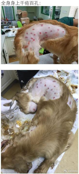全身千疮百孔