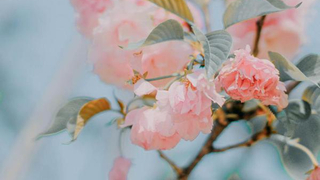 櫻花 花開莫辜負