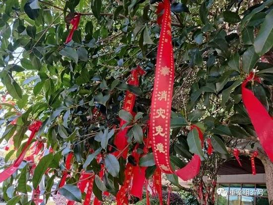 2021年11月25日,林隐酒店外围的绿植上挂满了祈福带,大部分写有“消灾免祸、平安吉祥”字样。新京报记者 吴小飞 摄