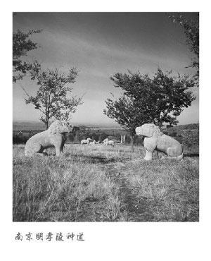 明孝陵神道。本组图片均来自@南京-吉吉微博