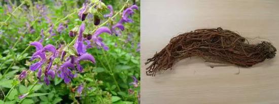 图2丹参(Salvia miltiorrhiza),唇形科鼠尾草属植物丹参的根和根茎(图片来源:丹参植物:植物网,丹参生药材:宣利江供)