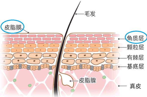 皮肤解析图