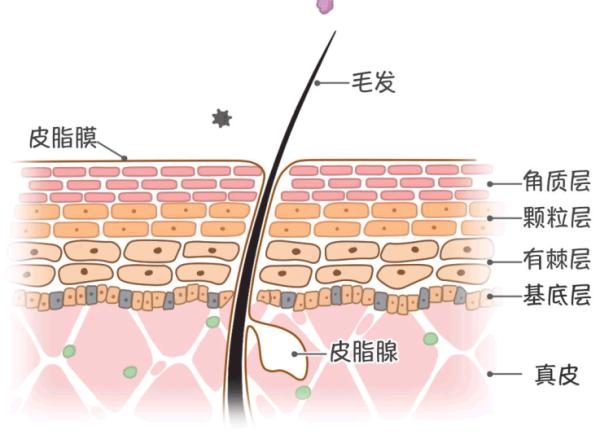 健康的皮肤屏障