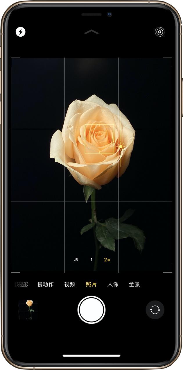 用iPhone拍玫瑰