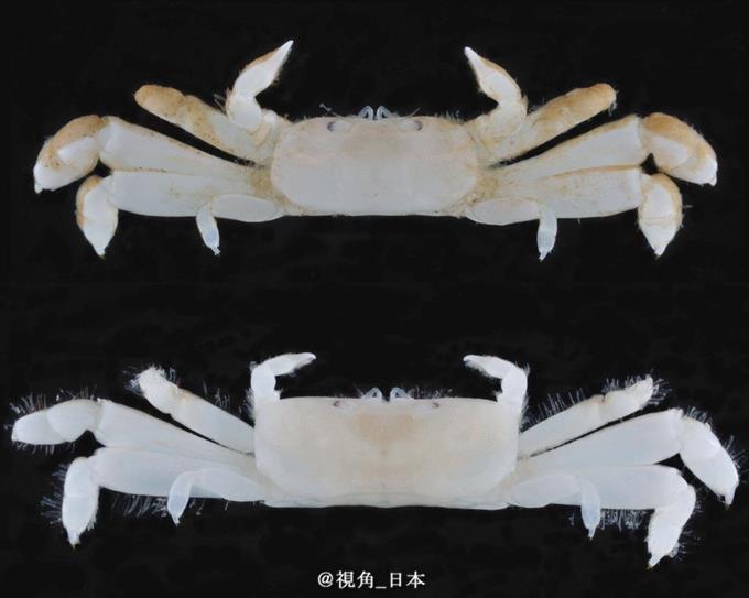 囧哥:佛系养青蛙游戏流行！玩出养娃当妈体验