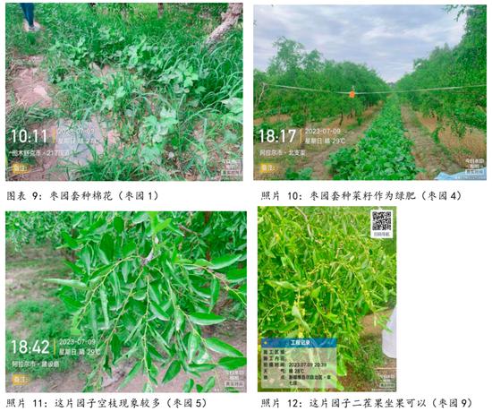 【调研报告】新疆红枣调研总结