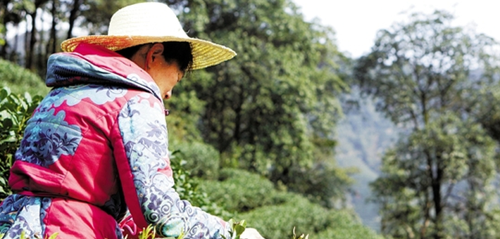 西湖龙井茶快要开采啦