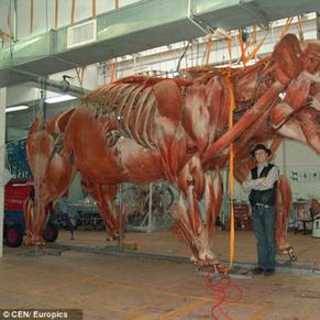 解剖学家制作大象尸体标本