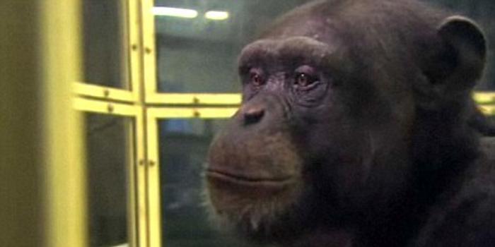 日本黑猩猩记忆力惊人:半秒记住数字排列