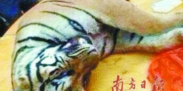 广东雷州近年10只老虎被杀:虎骨1斤7000元
