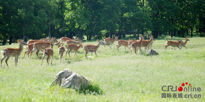 平山皇家鹿苑aaaa级景区 感受历史与自然交辉(组图)