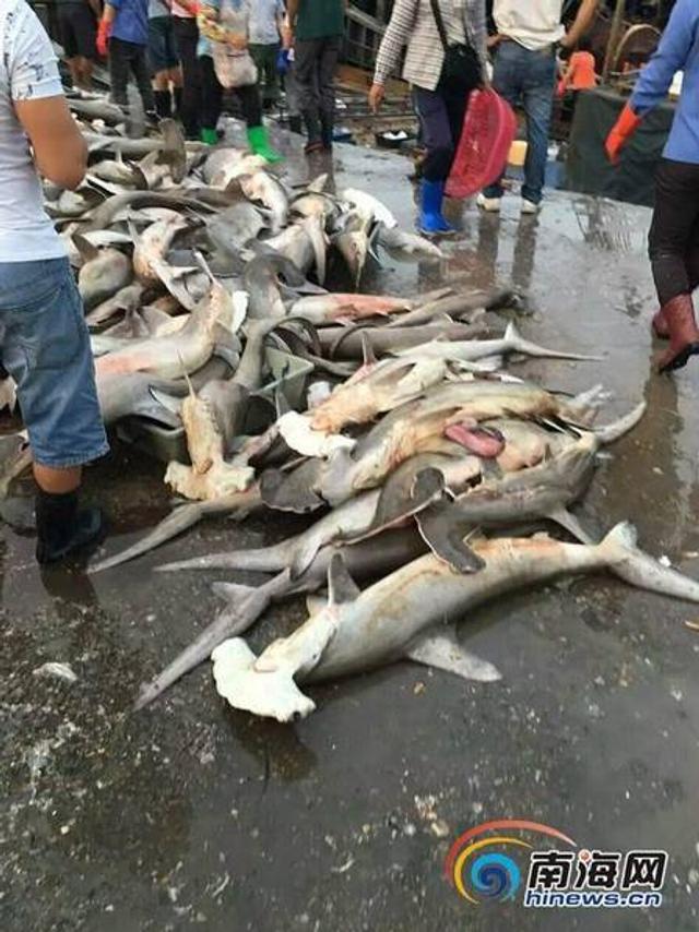 有记者接到网友爆料称,三亚水产码头当街售卖锤头鲨,数量约一百余条