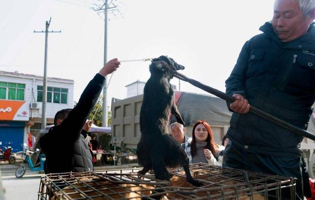 大爷当街杀狗 爱狗人士流泪