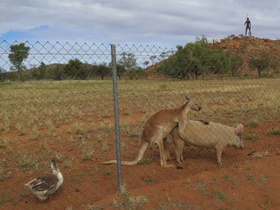 新材料或探测宏观世界量子现象