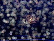 图文-第十五届里约残奥会闭幕式 燃烧的主火炬