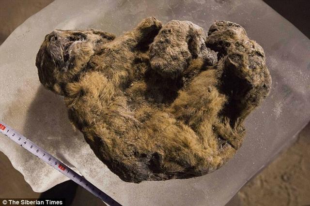 科学家试图用克隆技术复活洞狮:距今12000年