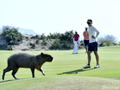 高清-奥运高尔夫球场再现萌货 大摇大摆目中无人