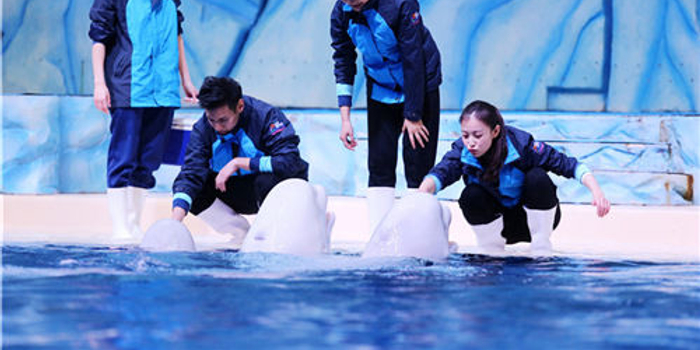 奇妙的朋友春春和白鲸比智商