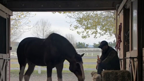 百威啤酒骏马温情一幕