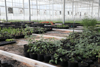 从“种子革命”到“AI把脉”，河南中医药产业升级“良方”来了！