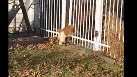GIF|事实证明:橘猫不属于液体范畴
