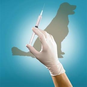轻度咬伤需立即接种狂犬疫苗