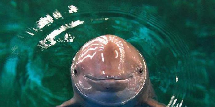 江豚鱼可食用图片