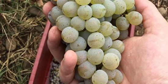 Mtsvane Kakhuri姆茨瓦涅-卡胡里