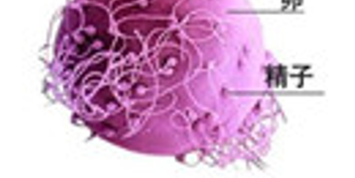 备孕二胎 做好卵泡监测提高受孕率